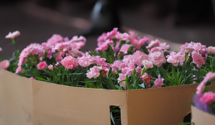 Deň matiek a žien 2024 Deň matiek a žien 2024